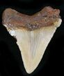 Nice Chubutensis Tooth - Megalodon Ancestor #26690-1